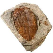 zonzxcv Authentic Trilobite Fossil – Genuine Western Hunan China Specimen