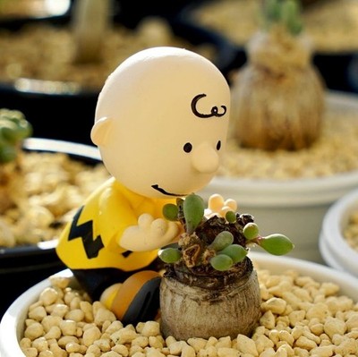 Peanuts Charlie Brown Mini Figure Hat Hide & Seek Takara Tomy Japan Plant Decor