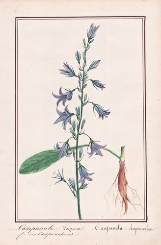 Rapunzel Bellflower Rampion Botany Watercolor Drawing 1830 - Picture 1 of 1