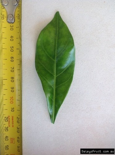 Native Gardenia (Atractocarpus fitzalanii) Tree Plant - Picture 10 of 10