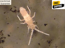 Pink Springtails – Tropical Variety – Bioactive Cleanup Crew – 16 oz