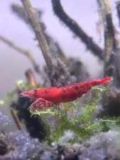 Neocaridina Shrimp 20 