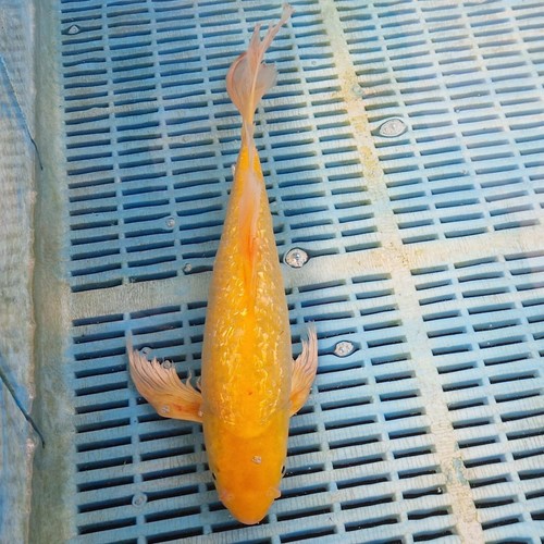 14" KARASHIGOI BUTTERFLY Koi HIGH QUALITY KOI FOR SALE Koi Pond Fish eBay