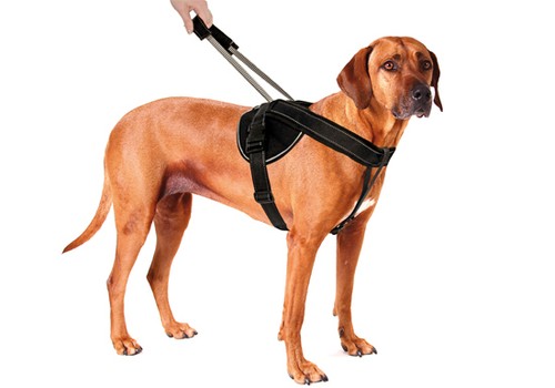 dog leash brand
