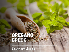 Oregano, Greek - 500 Seeds - Medicinal  Culinary Herb - Heirloom - Non GMO