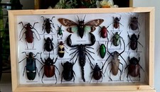 RARE MIX INSECTS DISPLAY BOX IN WOOD FRAME BEHIND GLASS 8" BY 13.75"