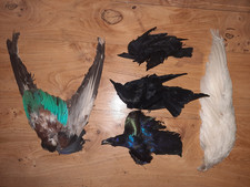 5 APPLICATION ANCIENNE OISEAUX MULTICOLORE XIXe Modiste Chapeaux costume
