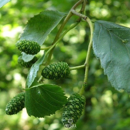 Alnus glutinosa 50 piezas semillas frescas, aliso común, semillas de árbol de aliso negro - Imagen 2 de 8
