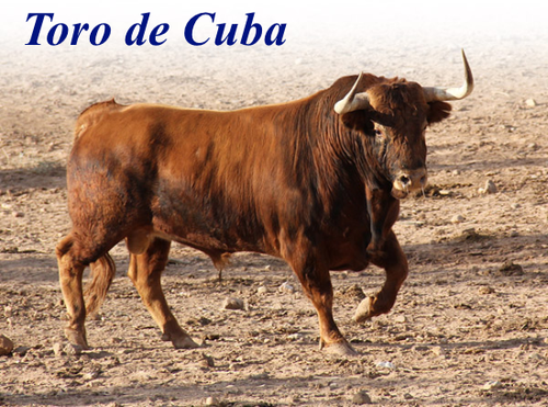 Bracciale Perle mangrovia Osso toro Filo intreccio Cuba Trinidad Pezzo unico - Foto 4 di 6