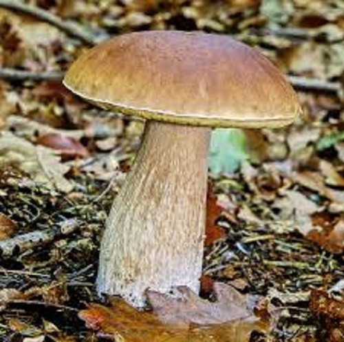 Porcini Boletus edulis Mycelium Real naturall mushrooms seeds spores $9.90 - Picture 11 of 11