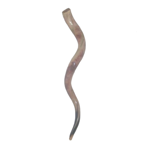 SHofar Sale For 32" Kudu Yemenite Horn Chofar Kosher All Polished Clear Sound - 第 3/7 張圖片