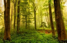 FLEECE Wallpaper-FOREST-(6598ah)-Nature Trees Leaves Meadow XXL Wall Art