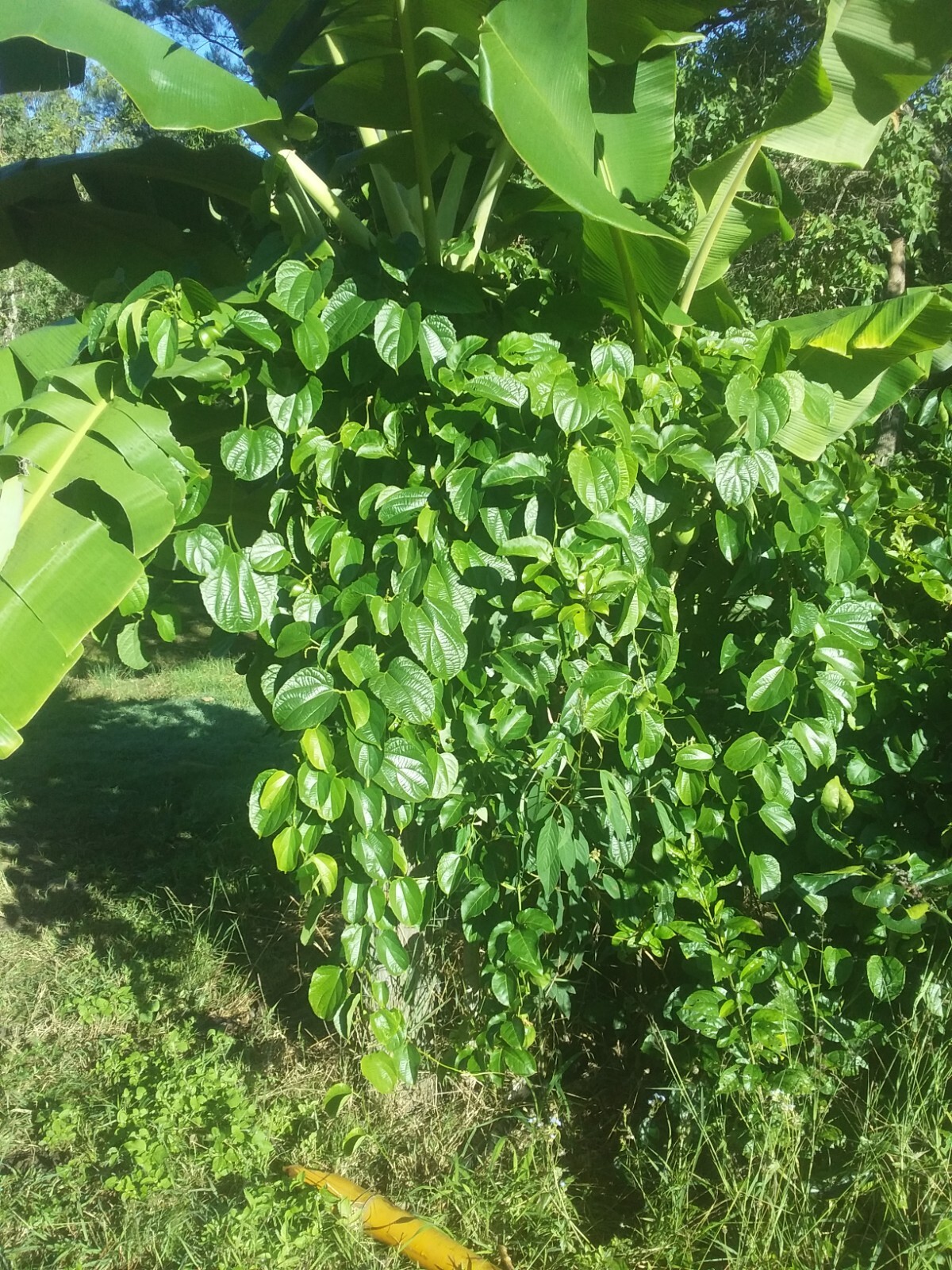 RARE Inca Peanut, Sasha Inca, volubilis PLANT , very healthy