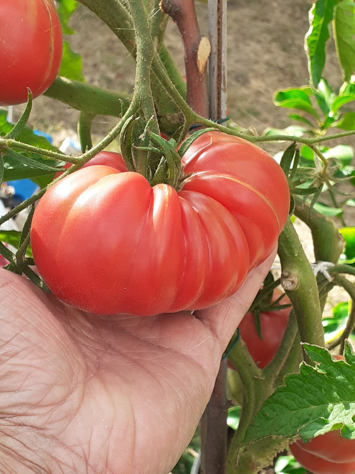 Tomato Red Brandywine Beefsteak Heirloom basis for Brandy Boy variant