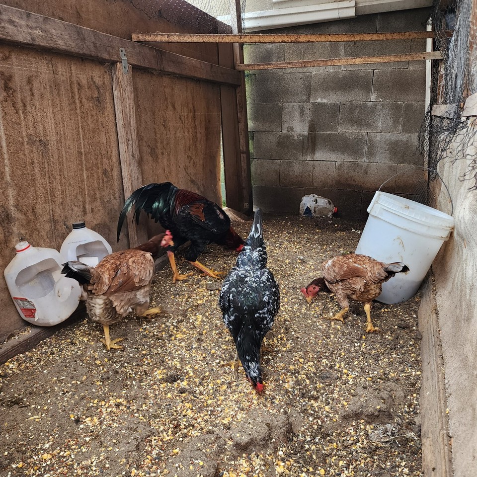 hatching eggs chicken. 10 Shamo Aseel eBay