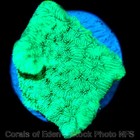 Corals of Eden ~ WYSIWYG Live Coral Frag ~ Kryptonite Leptoseris Coral SPS — photo 4