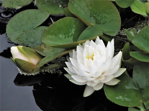 10 WEISSE WASSERLILIEN Pad Nymphae Ampla asiatischer Lotus Blume Teich