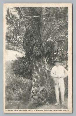 Persian Date Palm AP Wright Nurery MCALLEN Texas Antique Orchard 1910s