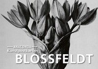 Postkarten-Set Blossfeldt 18 Kunstkarten 0,28€/Karte Karton Kunstkarten