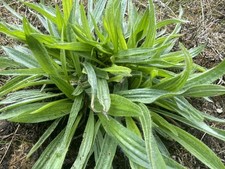 4 small plants Ribwort Plantain - Dandelion - Nettle -