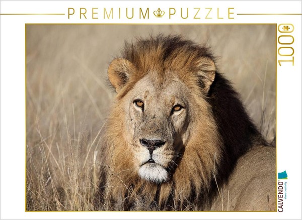 Calvendo Puzzle Lions – Pascha | 1000 Pieces, Finished Size 25.2 × 18.9 In (64 ×-image