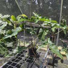 Philodendron Thaumatophyllum Goeldii X Selloum African Fantasy, Exact Plant