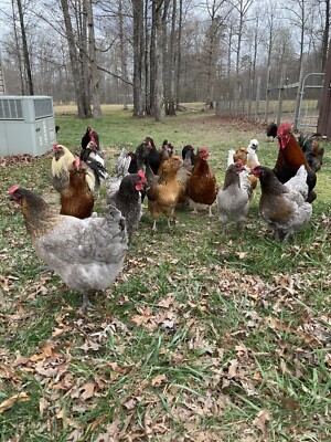 24  Fertile  Colorful Hatching Eggs From Happy Young Hens - Chickens
