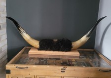 Mounted Vintage Highland Cattle Horns Wall Art 940mm From Tip to Tip.
