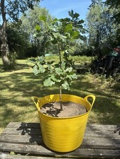 English Oak Tree