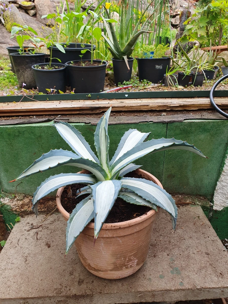 Agave Americana Kakteen & Sukkulenten-Pflanzen, Bume & Strucher online  kaufen | eBay.de