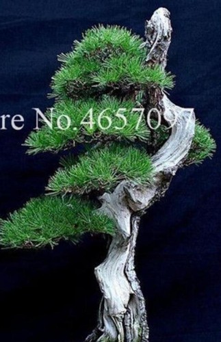 (10) BONSAI PINE TREE SEEDS rare exotic home garden mini dwarf USA SELLER TRACK - Picture 5 of 30
