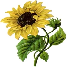 30 Custom Vintage Sunflower Personalized Address Labels