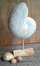Nautilus Muschel Figur Aufsteller Sockel Holz Shabby Weiß Gold Maritime Deko