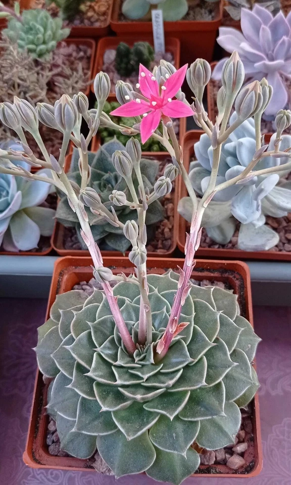 SELLOS MUY RAROS de Ucrania 2014 "Graptopetalum bellum" HOJA FRANQUEO COMPLETA Foto 3 de 4