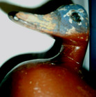 Wood Duck Decoy-10.5" long x 6" W-Handmade Wood Carved Eyes-No Glass — photo 6