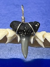 SHARK TOOTH PENDANT Fossilized 7/8 Inch Lower LEMON Shark Tooth 