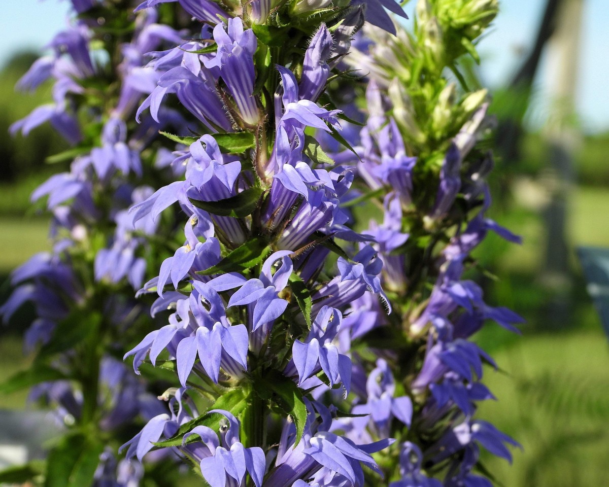 500 GREAT BLUE LOBELIA Upright Lobelia Siphilitica Flower Seeds