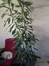 Giant Plant Is Looking For A New Home Dracena 2.5m Indor Plant
