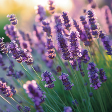 50 Common English Lavender Seeds - 100 Heirloom - Non-GMO - Open Pollinating