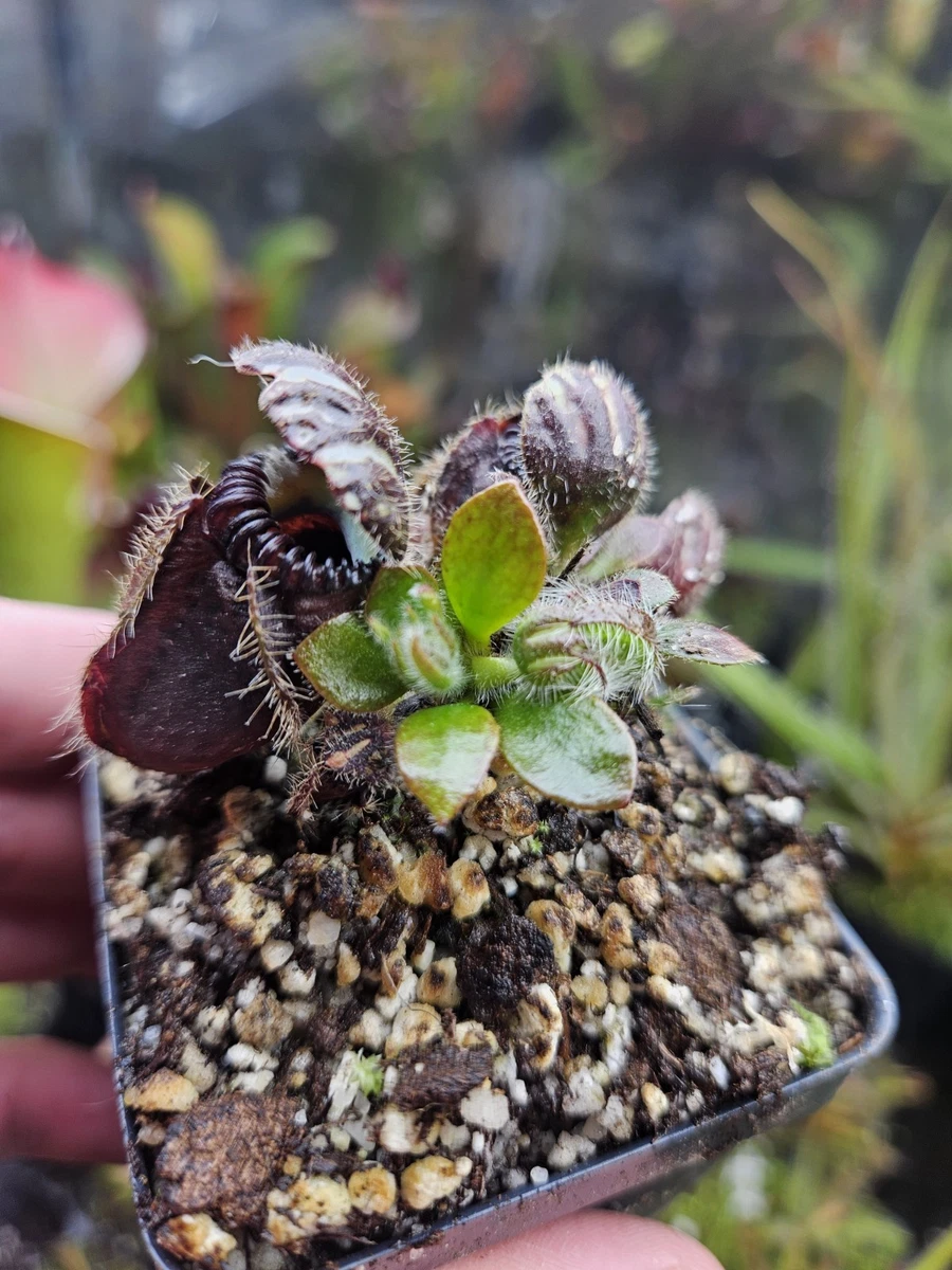 チベCephalotus （山田食虫植物農園） Exotics Y's - 商品一覧 ビッグマウス その他観葉植物