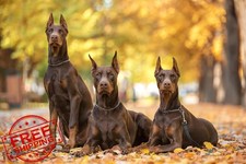 Gold Choker Collar Medium Dogs Metal Slip Training Martingale Small