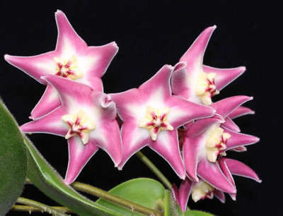 Hoya Sp. Papua Stenaokei (Pink Flower Form) Real Picture