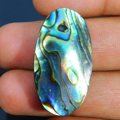 Wholesale 22.90Cts. Natural Amazing Paua Abalone Shell Oval