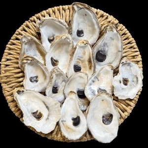 Natural Oyster Shells for Crafts or decor 3-5" shells Bleached (24 pcs)