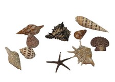 Mixed Seashell Lot Starfish Urchin Conch Beach Coastal Nautical Decor Craft