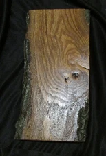 LIVE EDGE OAK  TAXIDERMY HEAD MOUNTING PLAQUE  MEASURES 12 1/2" X 6"