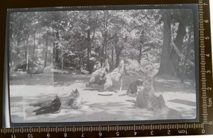 Vintage Photo NEGATIVE Cats Guarding Chickens? Farm Animals Felines Pets?