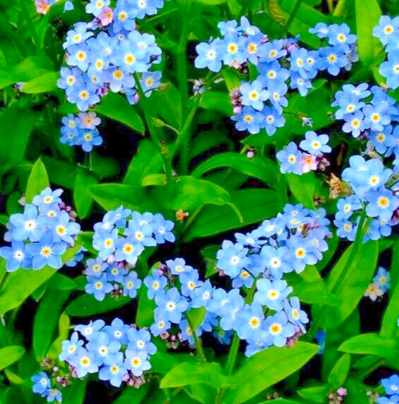 MIOSOTIS DE LOS ALPES AZUL SEMILLAS