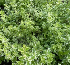 5 PINEAPPLE MINT  * RARE  * HERB * MEDICINAL * AROMA * Bare Root Live Plant