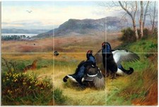 Tile Mural Black Grouse at The Lek Kitchen Bathroom Backsplash Marble Ceramic